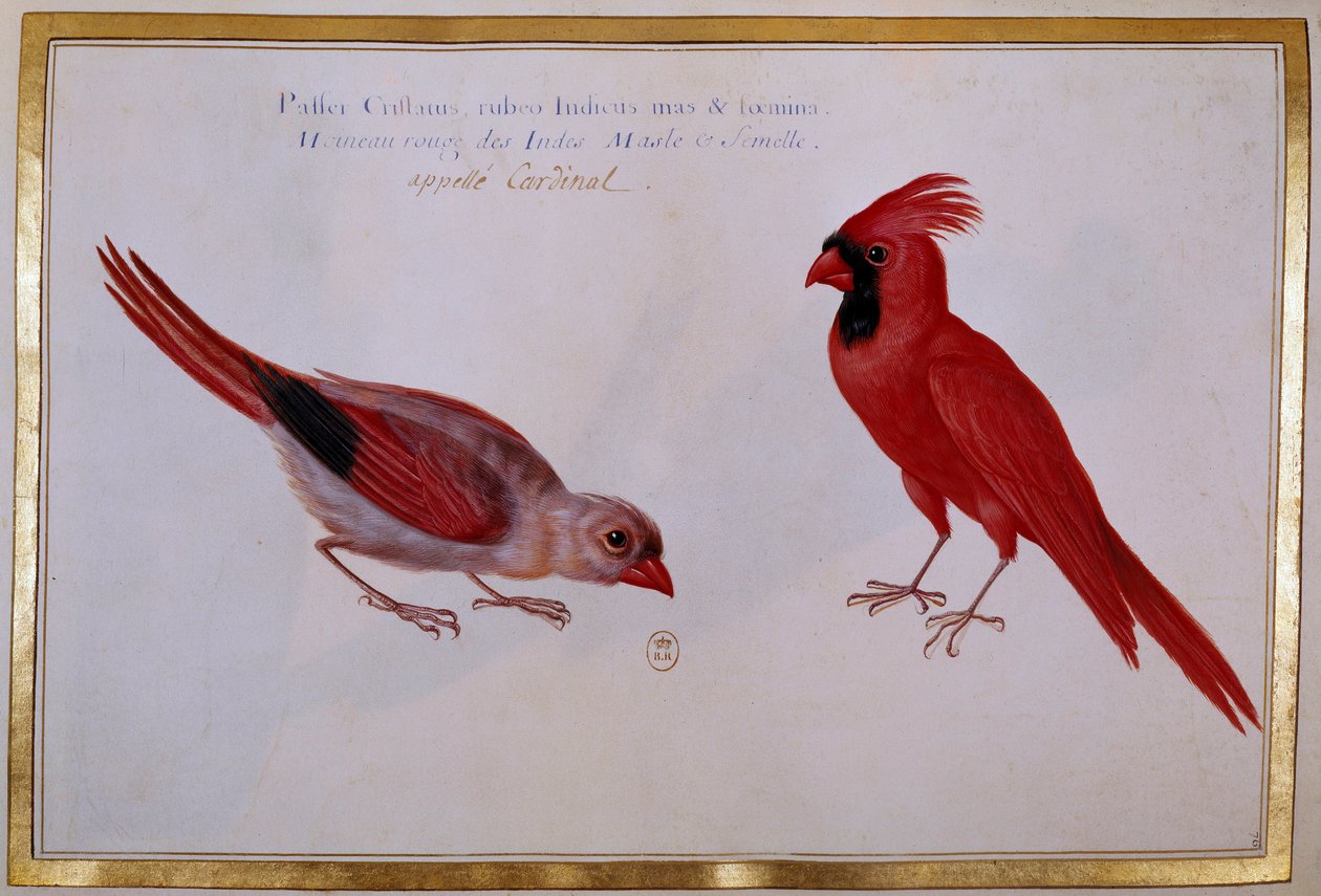 Dva kardinálové ptáci, červený vrabec z Indie. Ornitologická tabule z 18. století. Paříž, B.N. od Unknown artist