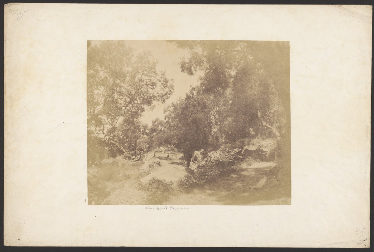 [Ulivi, Via de Palombara]. od Unknown artist