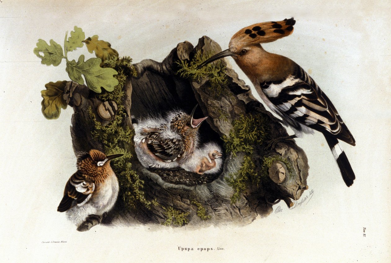Neznámý obrázek od Unknown artist