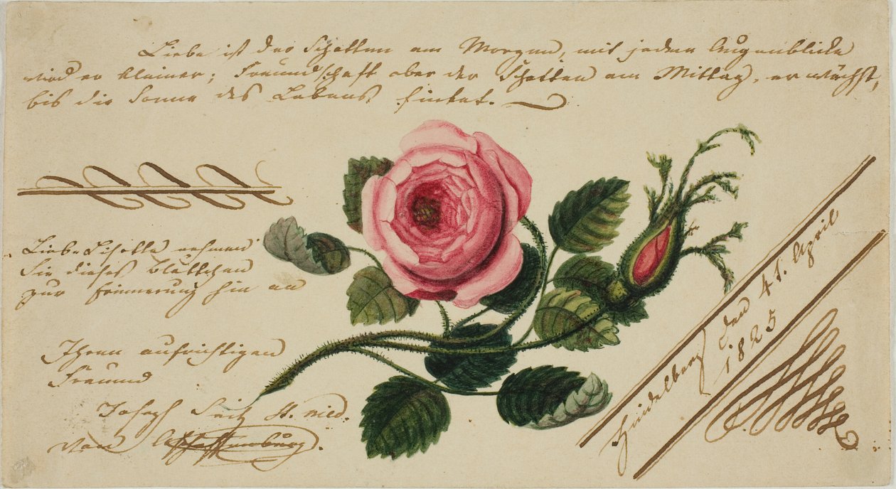 Valentýn bez názvu (růžový květ) od Unknown artist