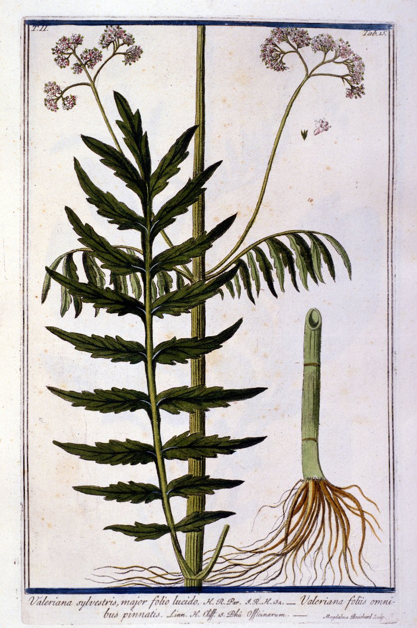 Kozlík lékařský. 18. století rytina. od Unknown artist