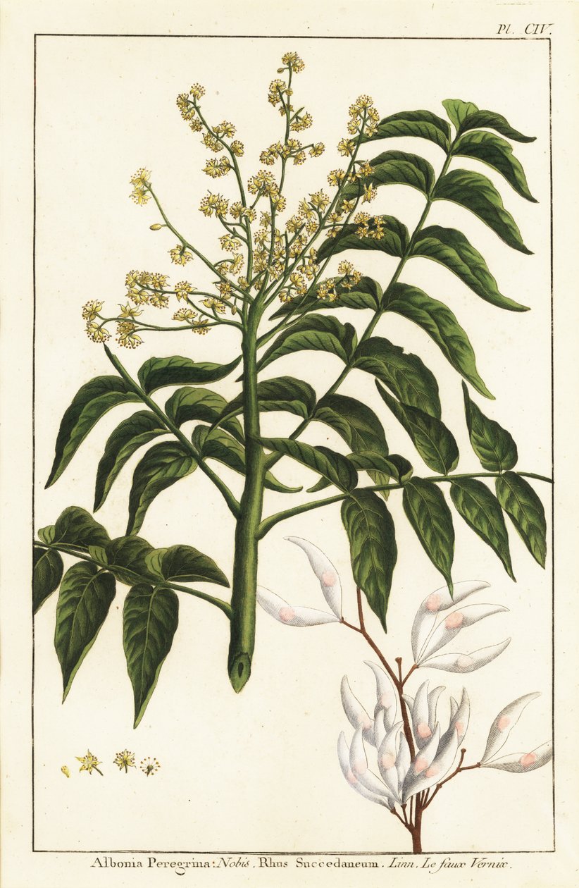 Lakovník, Ailanthus altissima, nebo voskovka, Rhus succedanea od Unknown artist