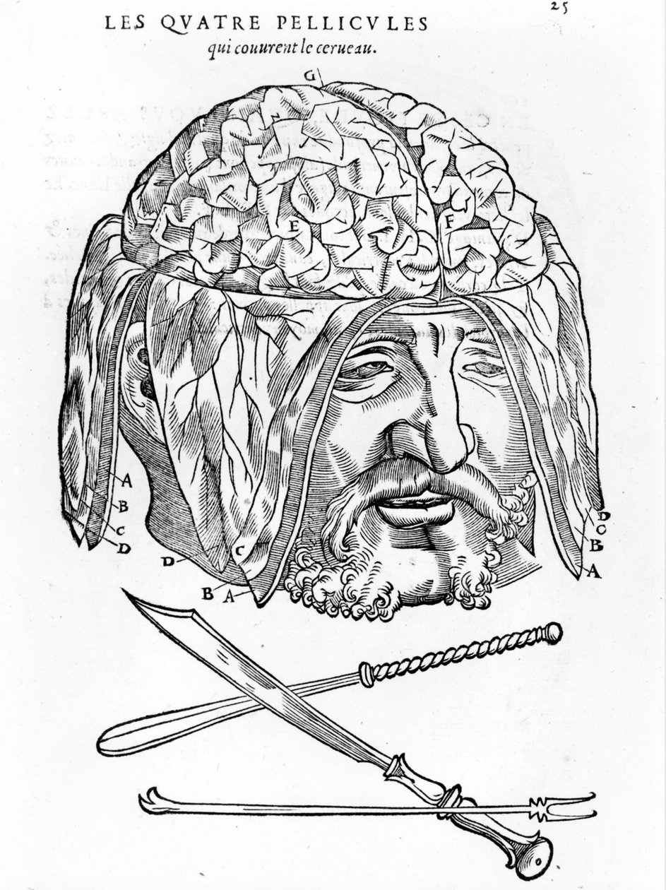 Walter Hermann Ryff: anatomický popis všech částí lidského těla: mozku. Paříž 1545 od Unknown artist