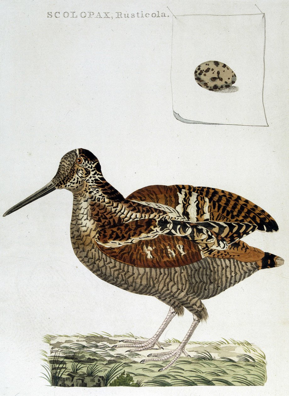 Dřevokabát a vejce (scolopax rusticola) - rytina od Unknown artist