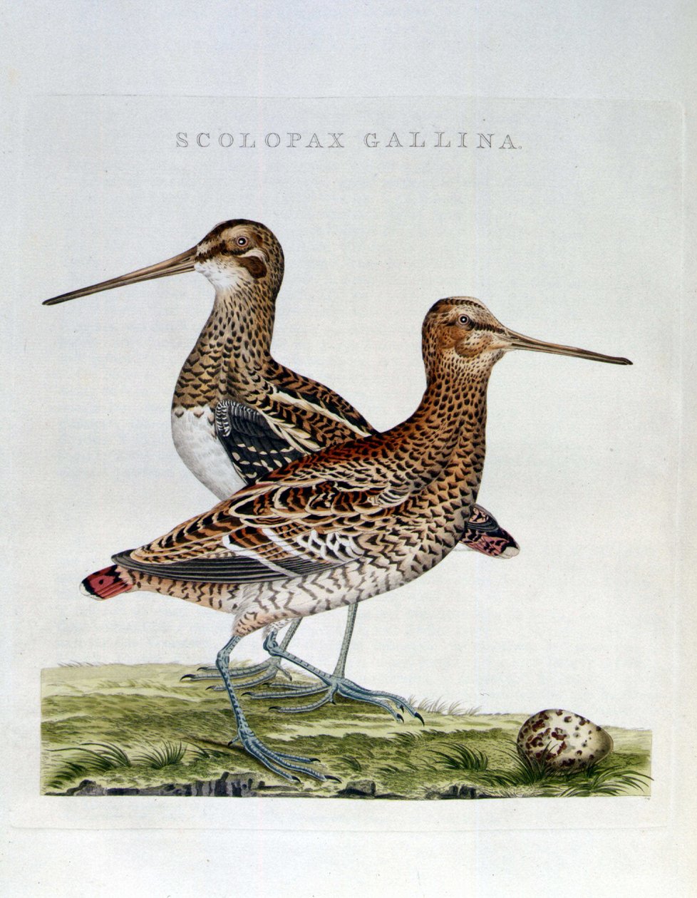 Slepci a vejce (scolopax gallina) - rytina od Unknown artist