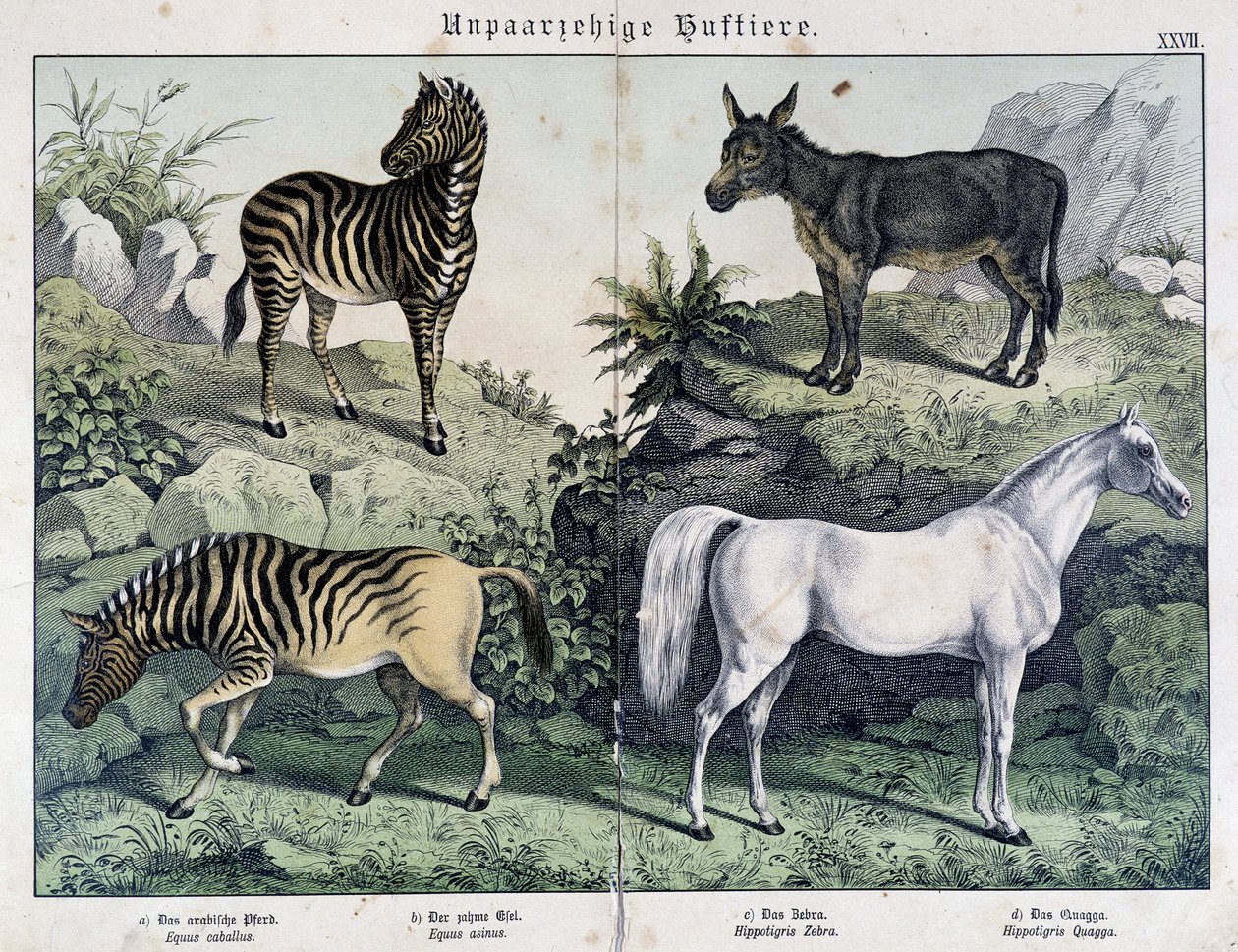 Zebry, osel a kůň - v „“ Histoires naturelles des savců“, ed. Schreiber od Unknown artist
