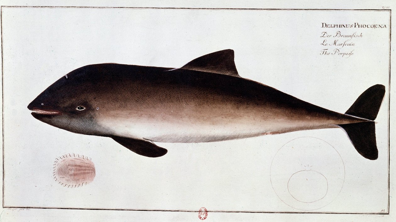 Zoologie: deska představující sviňuchu, vodního savce. Tisk z počátku 18. století B.N. Paříž od Unknown artist