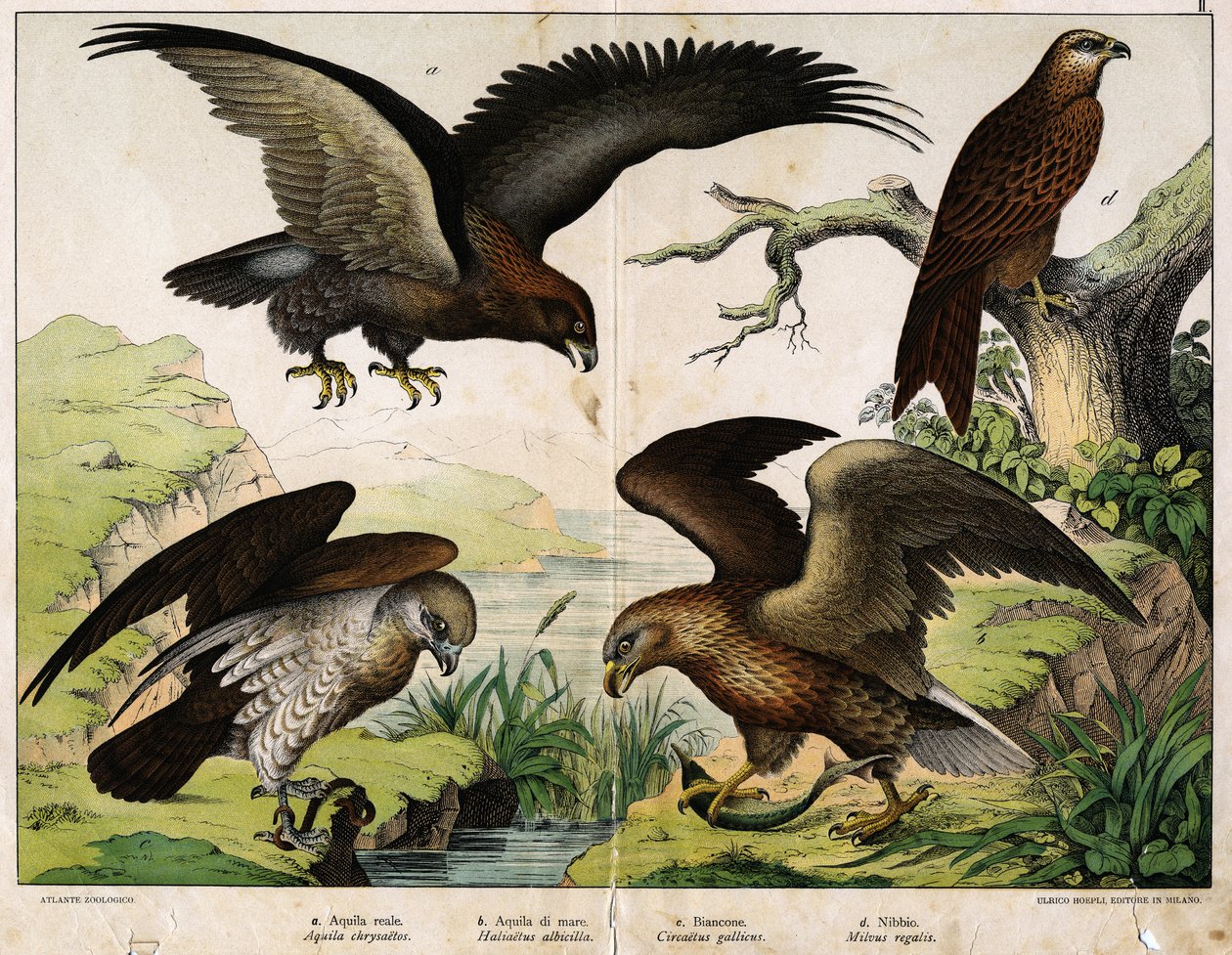 a: Orel královský (Aquila chrysaetos), b: Orel mořský (Orel Haliaetus), c: Circete, Jan Bílý (Circaëtus gallicus), d: Milan (Milvus regalis) - v "Přírodopisu ptáků", ed. Hoepli, Milan od Unknown artist