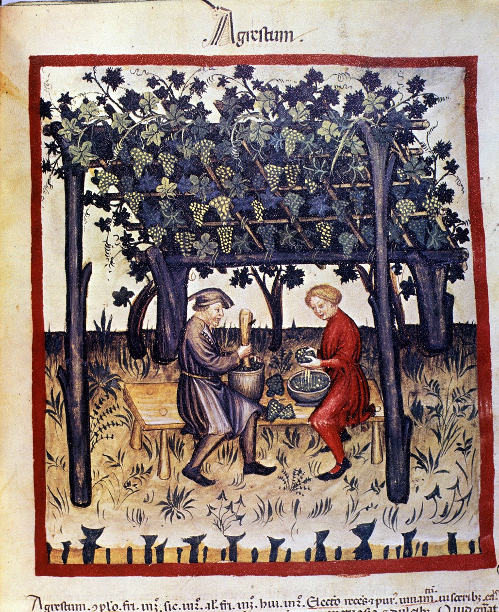 lisování hroznů v době sklizně. Osvětlení z dojení medicíny a dietetiky „“Tacuinum sanitatis““ od Unknown artist