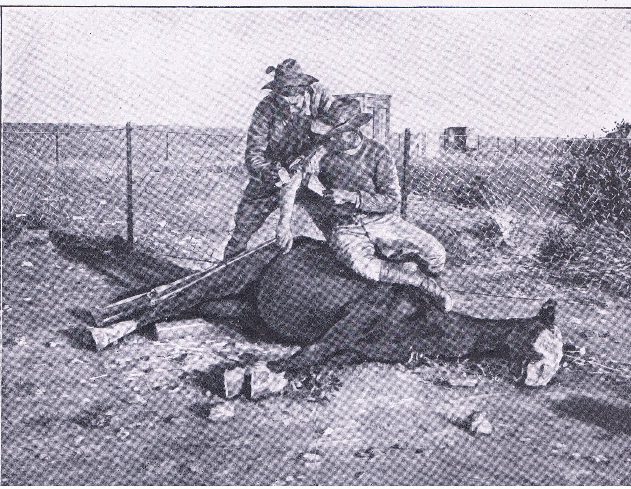 Úzký únik. Zraněný zvěd, kterému pod sebou zastřelili koně, z After Pretoria: The Guerilla War vydané Harmsworth Bros Limited od Unknown photographer