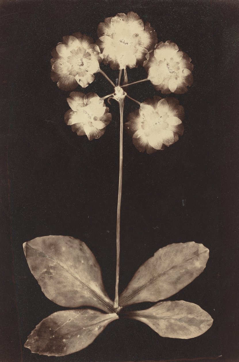 Botanický fotogram, 60. léta 19. století (fotografie) od Unknown photographer