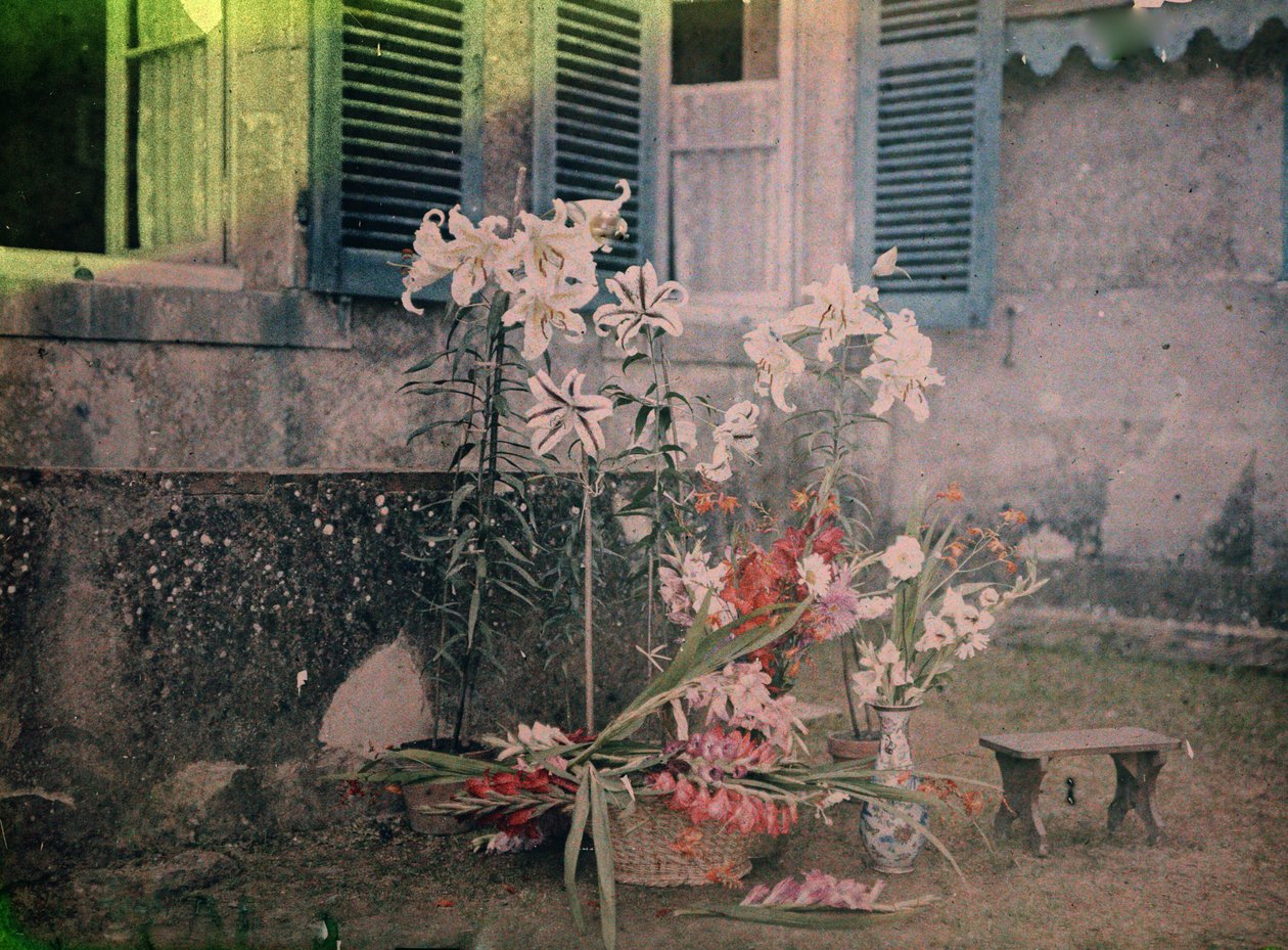Dějiny fotografie: Květinová kompozice od Unknown photographer