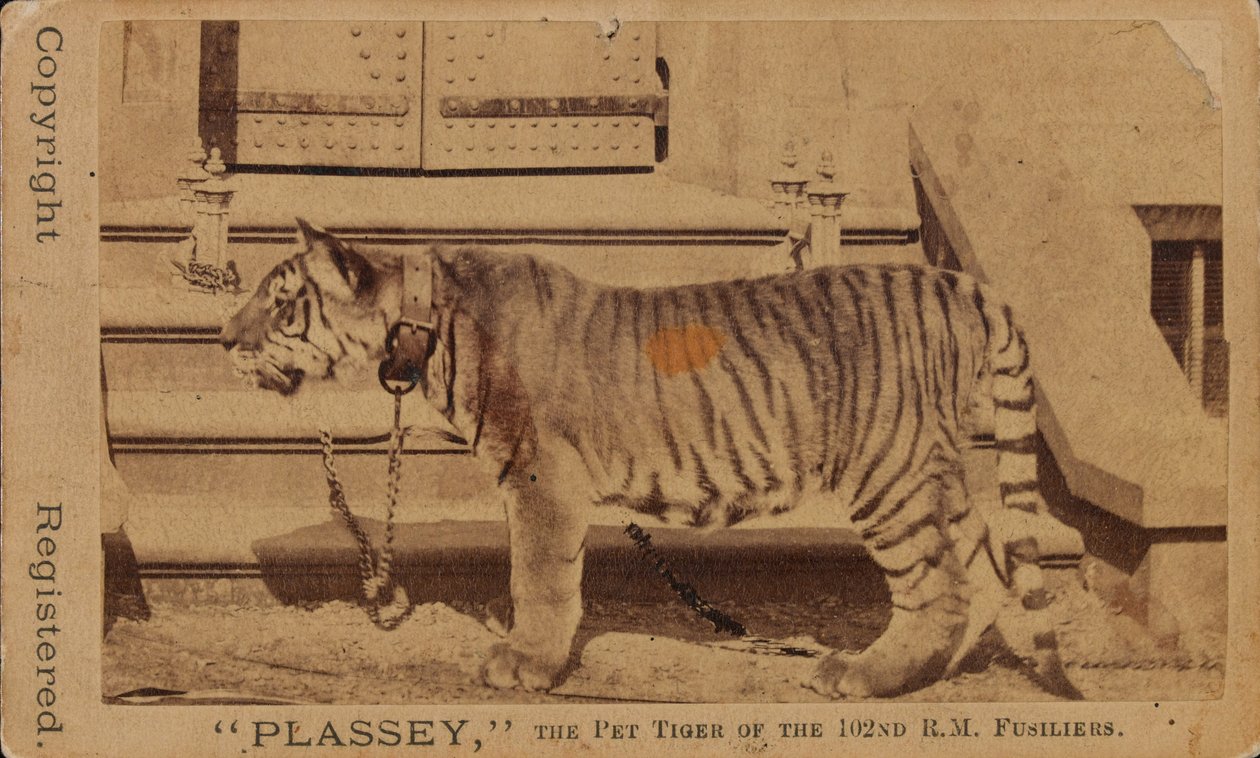 ‚Plassey‘, domácí tygr královských střelců Madras od Unknown photographer