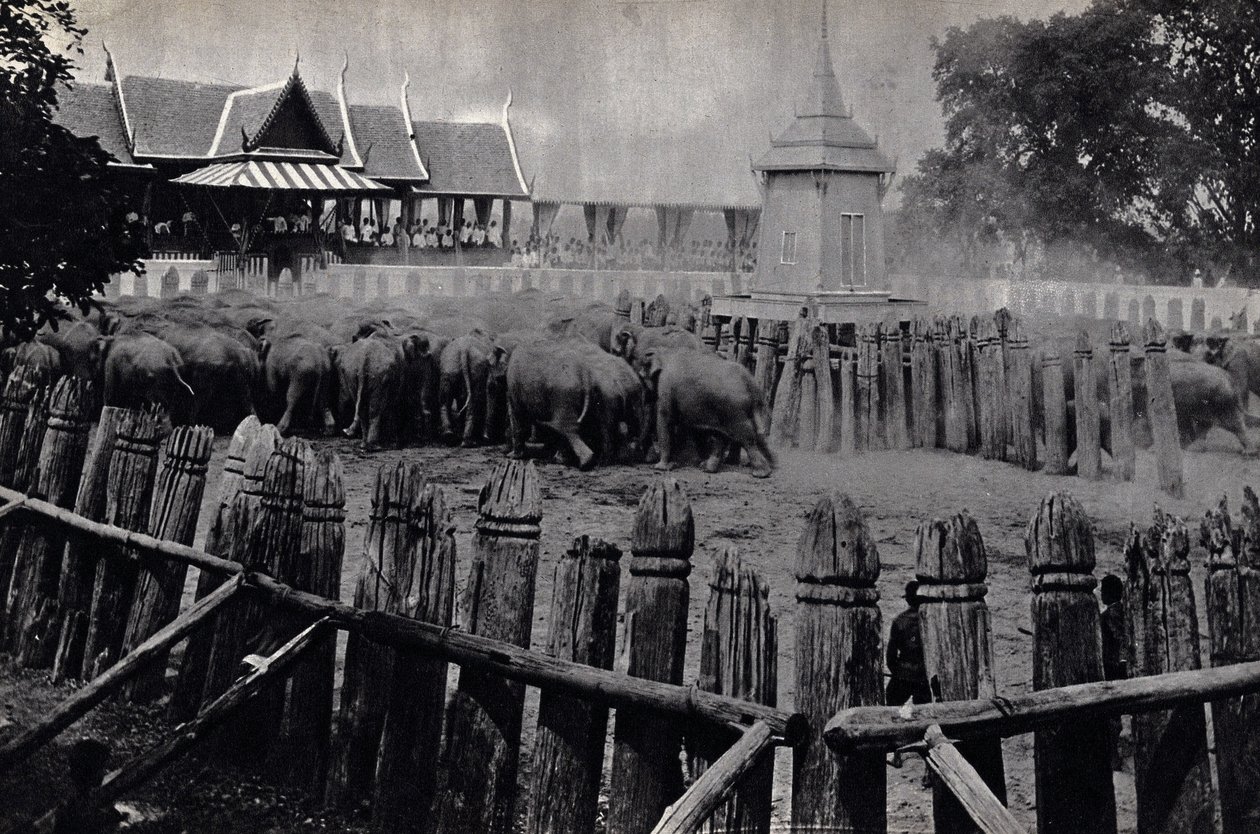 Královští sloni z Bangkoku od Unknown photographer