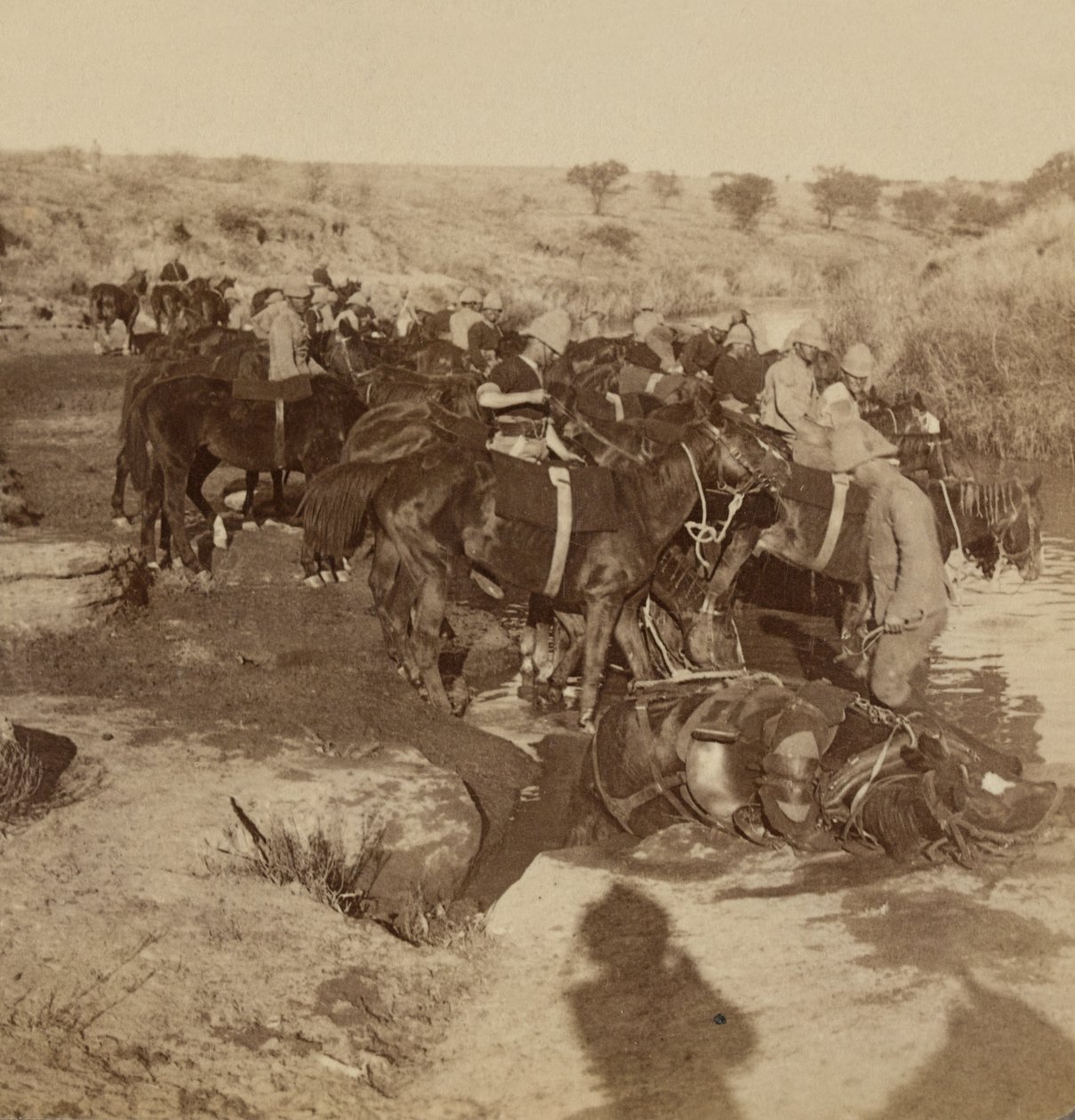 Napájení dělostřeleckých koní, Welgelegen, Jižní Afrika od Unknown photographer