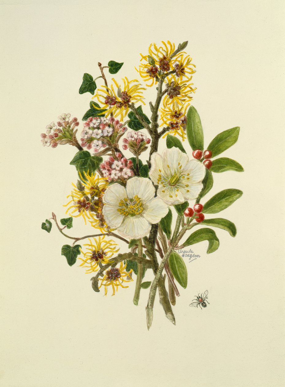 Skimmia Japonica, Hamamelis, Viburnum a Hellebore (wc na papíře) od Ursula Hodgson