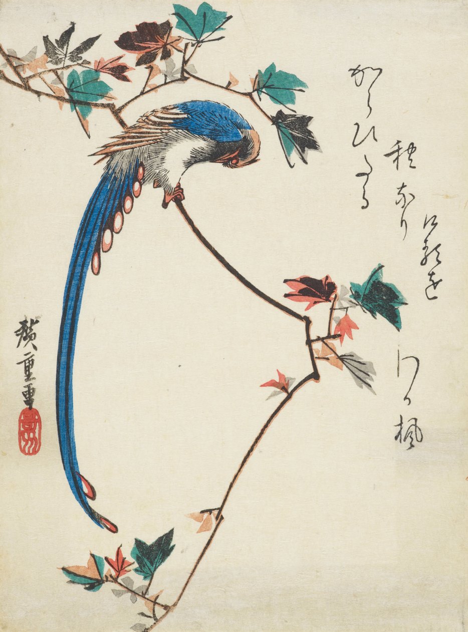 Modrá straka na větvi javoru od Utagawa Hiroshige