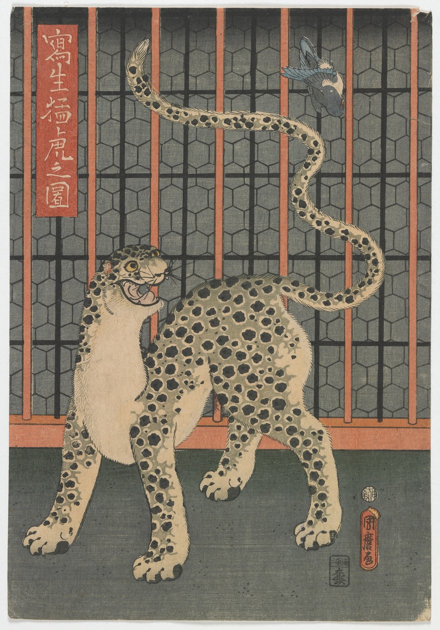 Leopard kreslený ze života, období Edo, 1860 (barevný dřevořez) od Utagawa Kunimaro