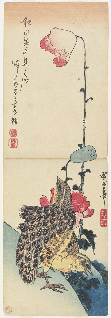 (Křepelka a mák), 1830-1858 od Utagawa Hiroshige
