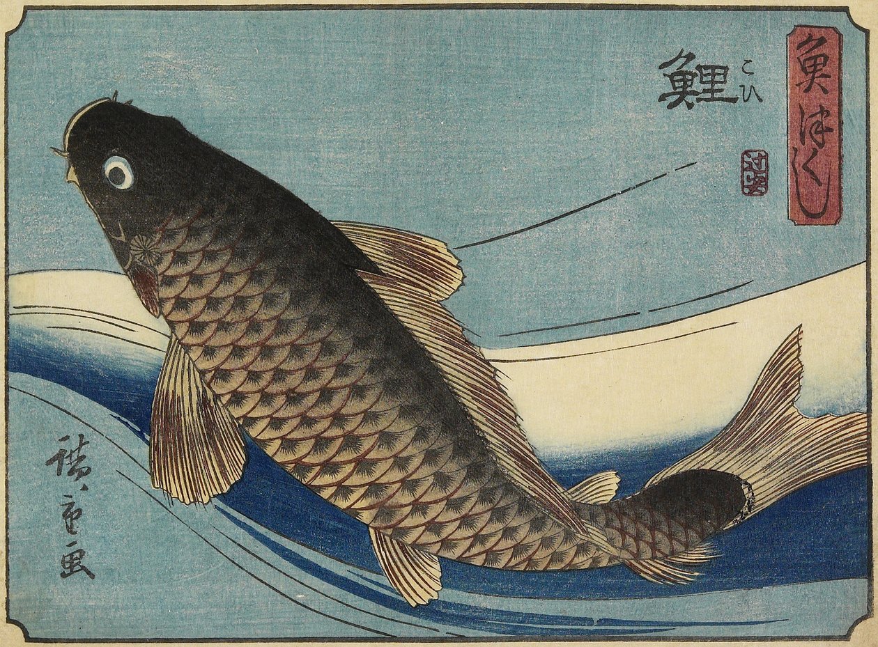 Kapr, 1830-1844 od Utagawa Hiroshige