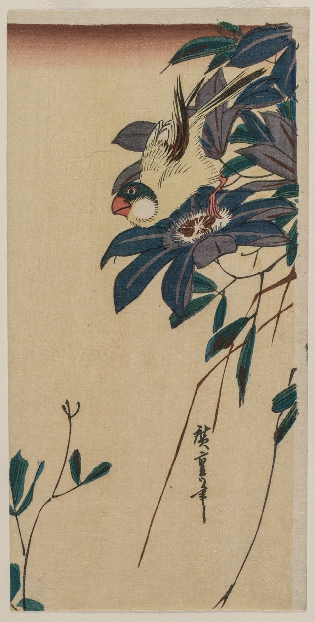 Grosbeak a Clematis od Utagawa Hiroshige