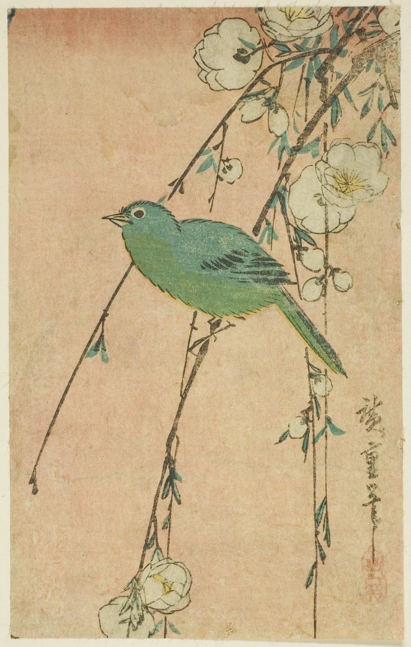 Japonská bělooká a smuteční třešeň od Utagawa Hiroshige