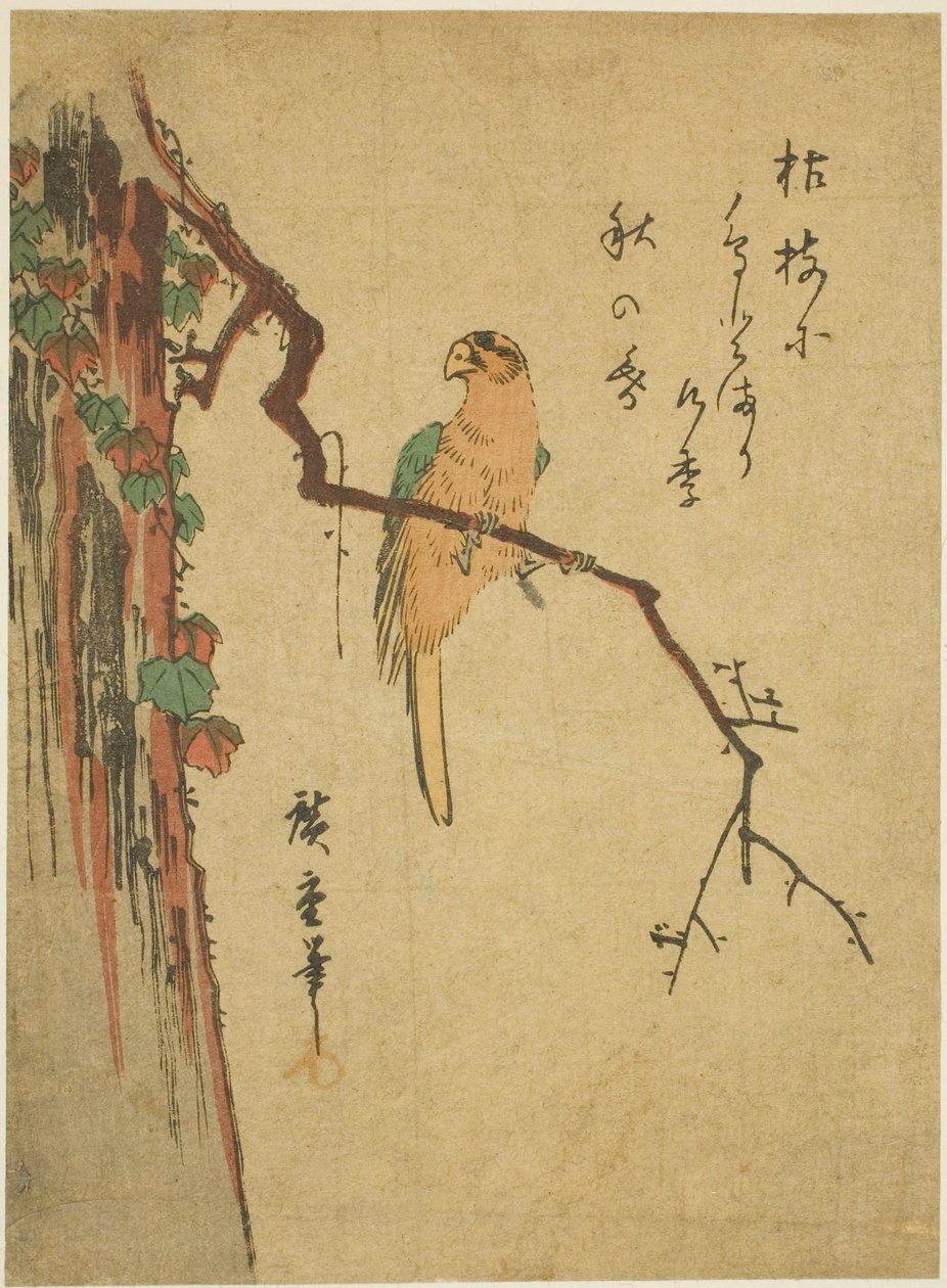 Papoušek na strom porostlý břečťanem od Utagawa Hiroshige