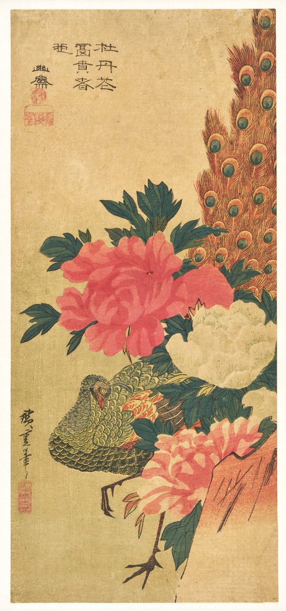 Pivoňky a páv od Utagawa Hiroshige