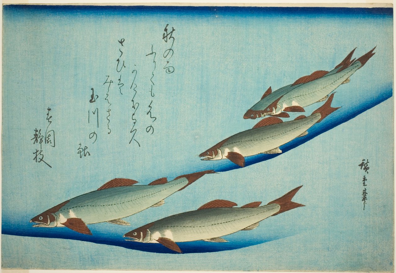 Pstruh říční od Utagawa Hiroshige