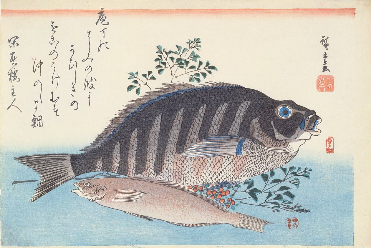 Shimadai a Ainame, ze série 