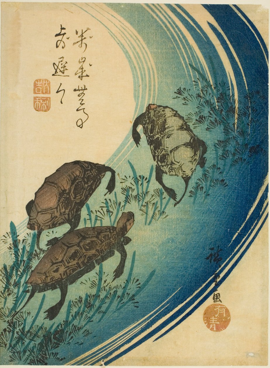 Želvy plavou v potoce od Utagawa Hiroshige