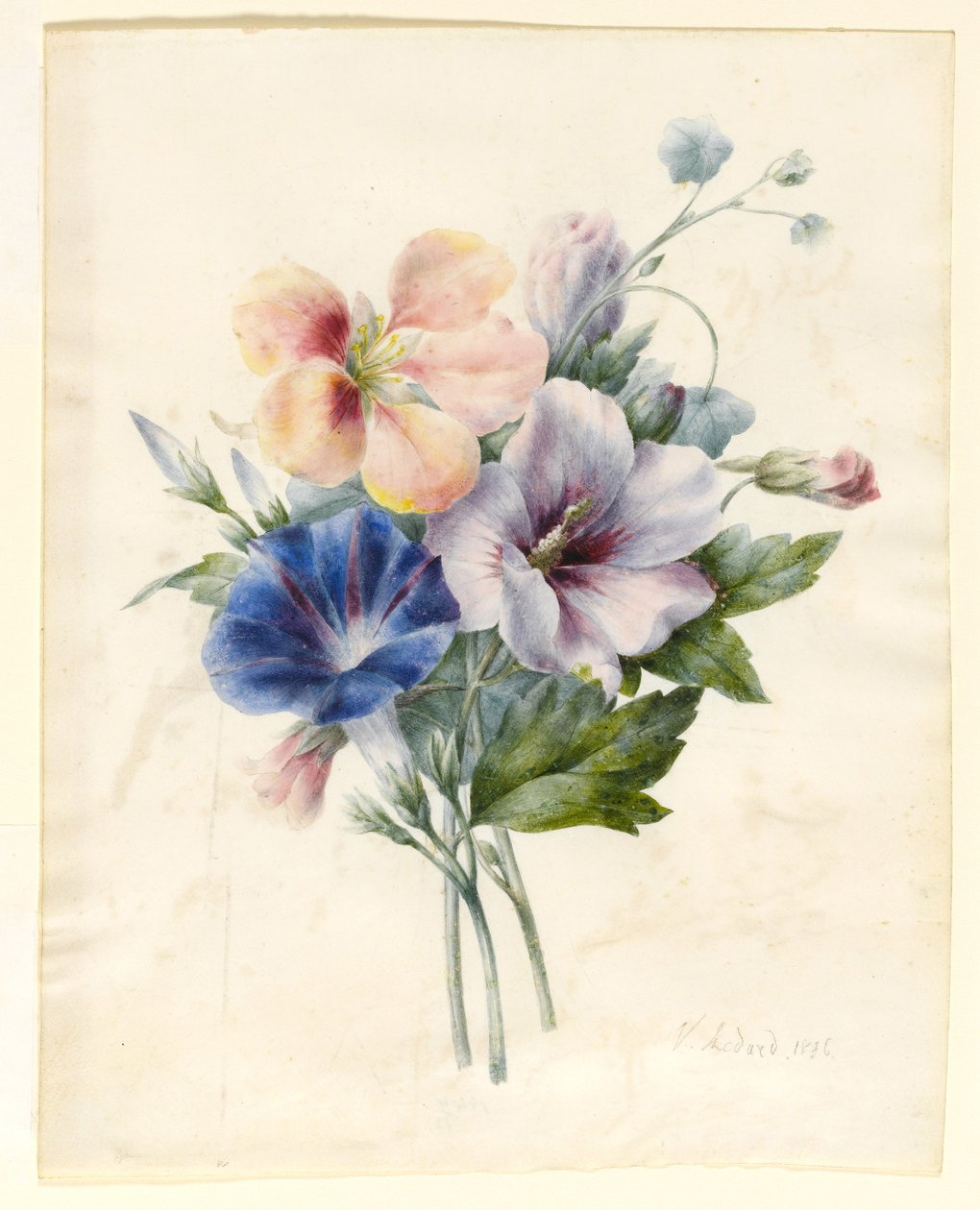 Květy včetně modrého konvolutu, 1836 (čb a bodycolor na pergamenu) od V. Medard