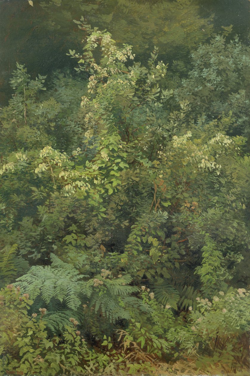 Chmel a kapradiny v Woodland, 1870 (olej na papíře položené na kartonu) od Valentin Ruths