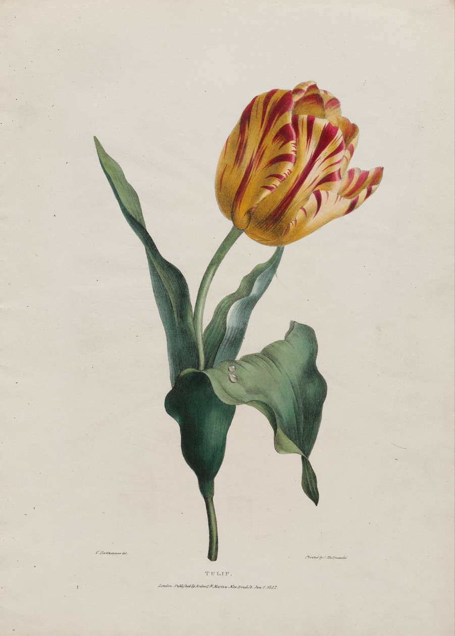 Tulipán od Valentine Bartholomew