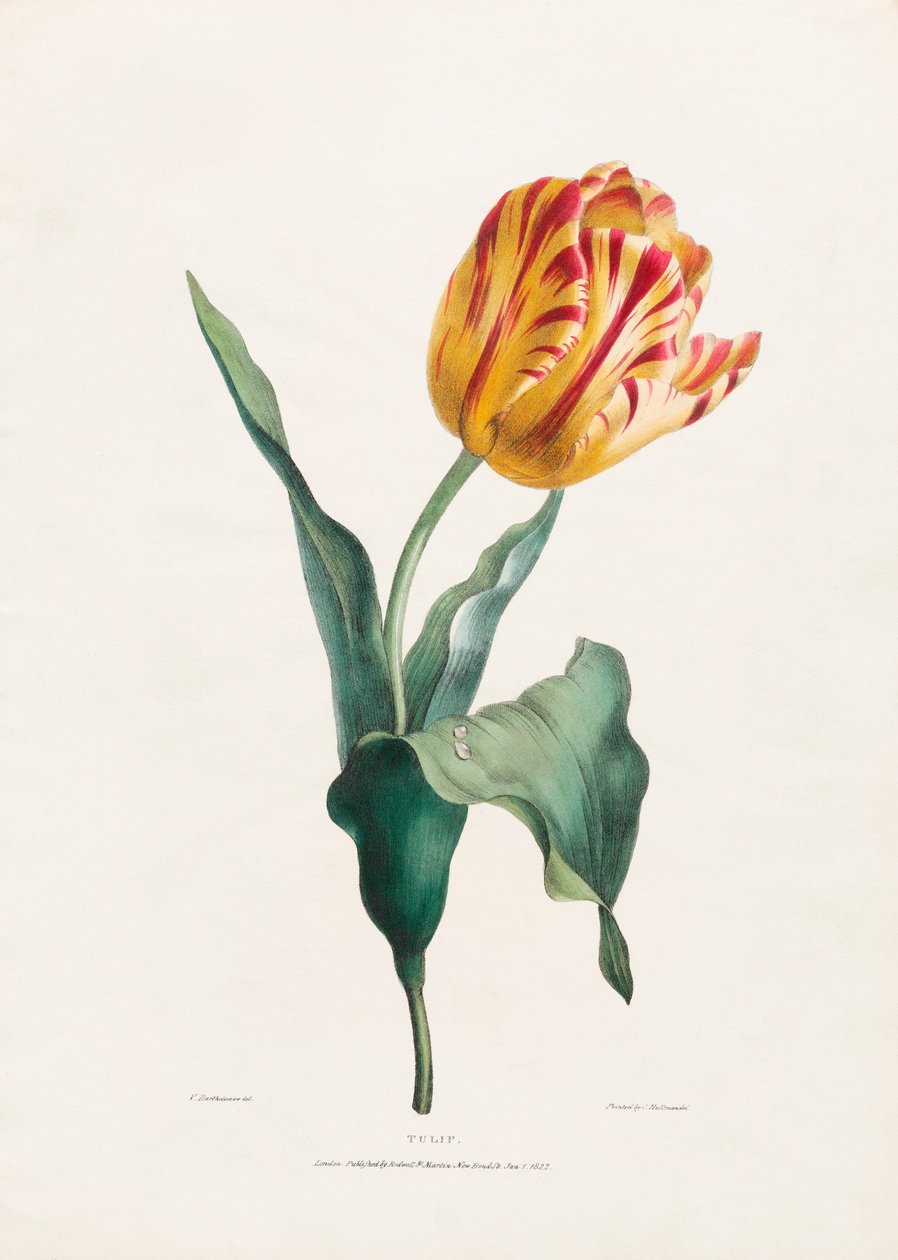 Antique Tulip Print by Valentine Bartholomew od Valentine Bartholomew
