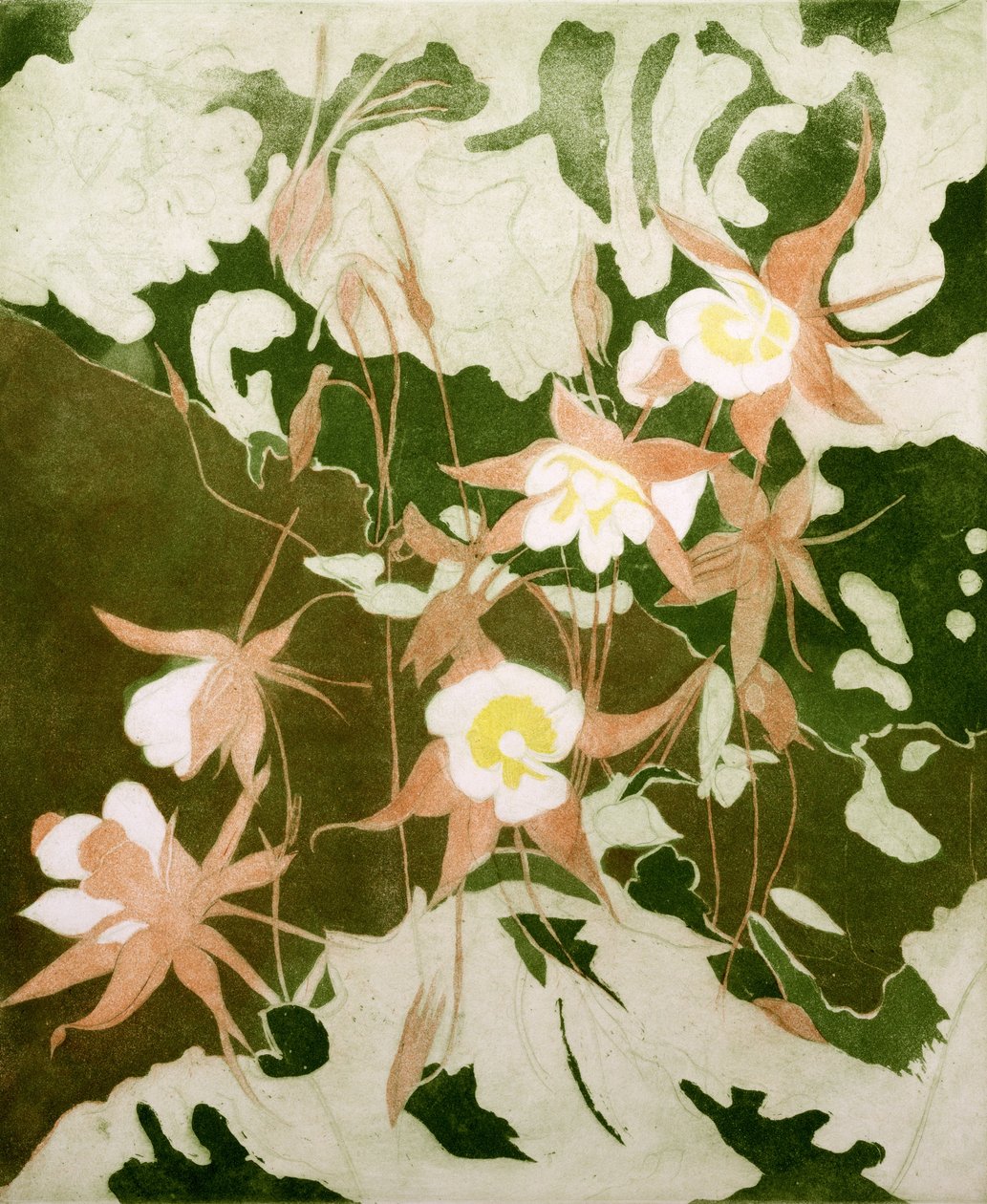 Columbines (tisk) od Valerie Daniel