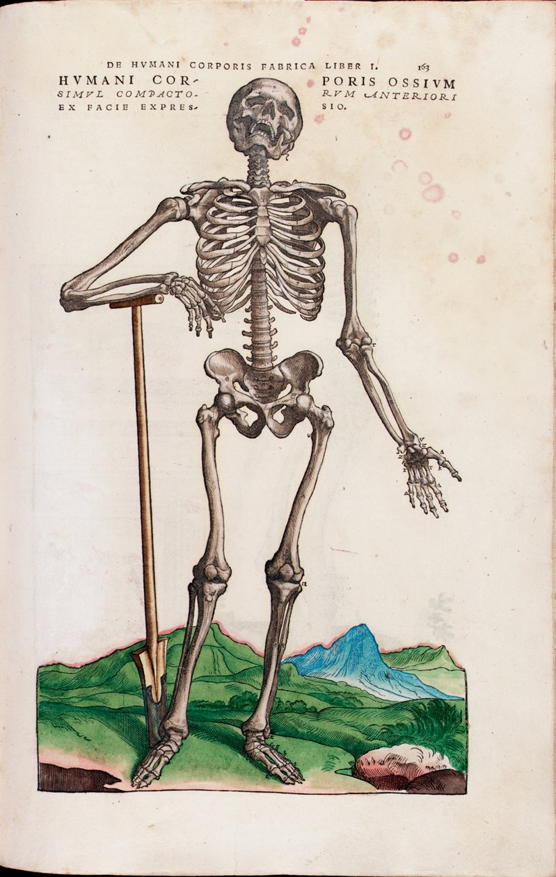 Kosti lidského těla, ilustrace z "Sedm látek lidského těla" od Andrease Starra od Venetian School