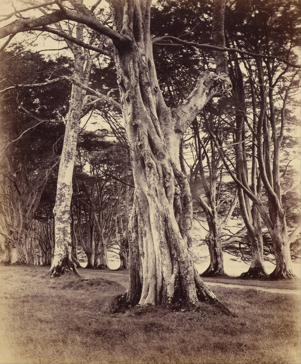 Bukové stromy, Inveraray od Vernon Heath