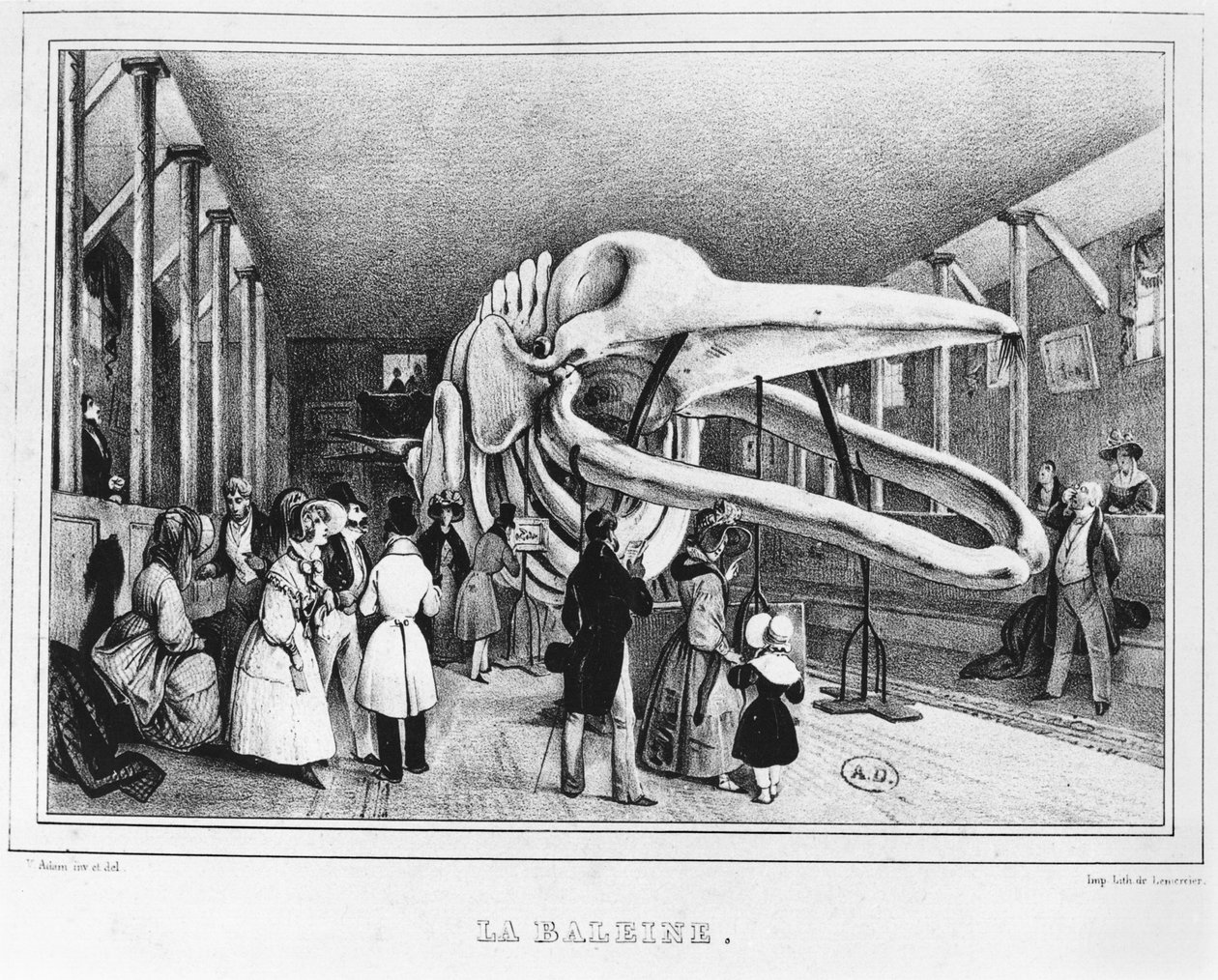 Velryba v Přírodovědném muzeu v Paříži, cca 1840 od Victor Adam