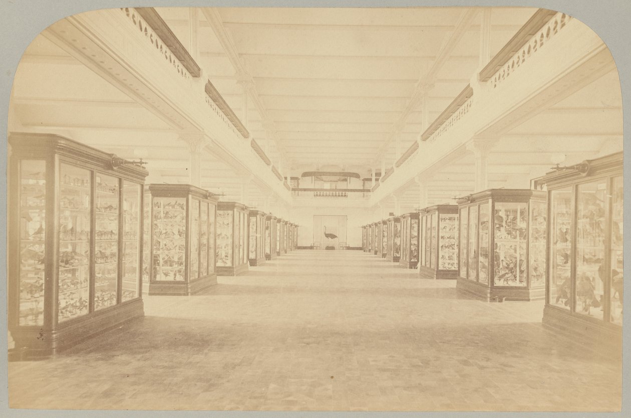 Pl. III. Hlavní příběh: Ptáci od Victor Prevost, Gaston L. Feuardent and Co., New York