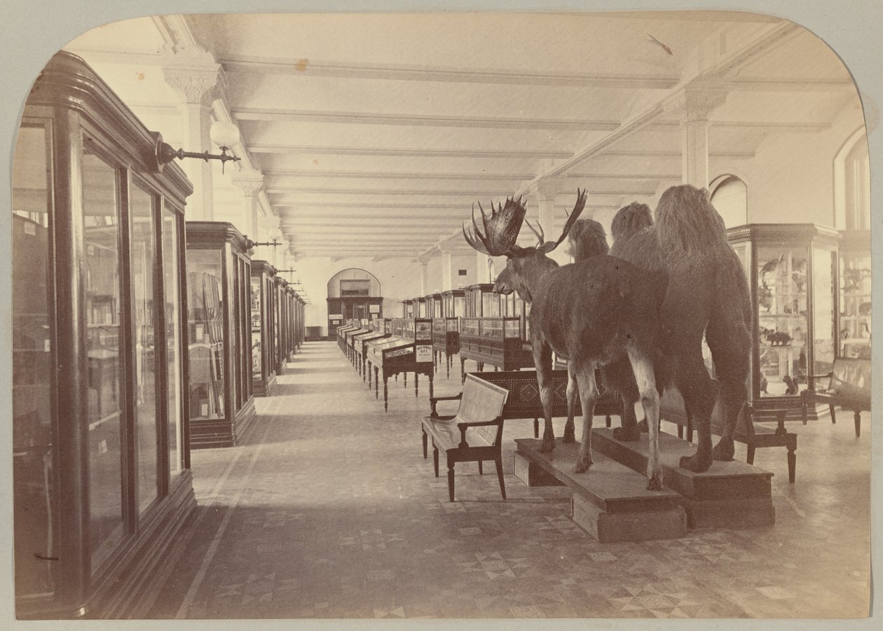 Pl. II. Dolní příběh: Savci od Victor Prevost, Gaston L. Feuardent and Co., New York