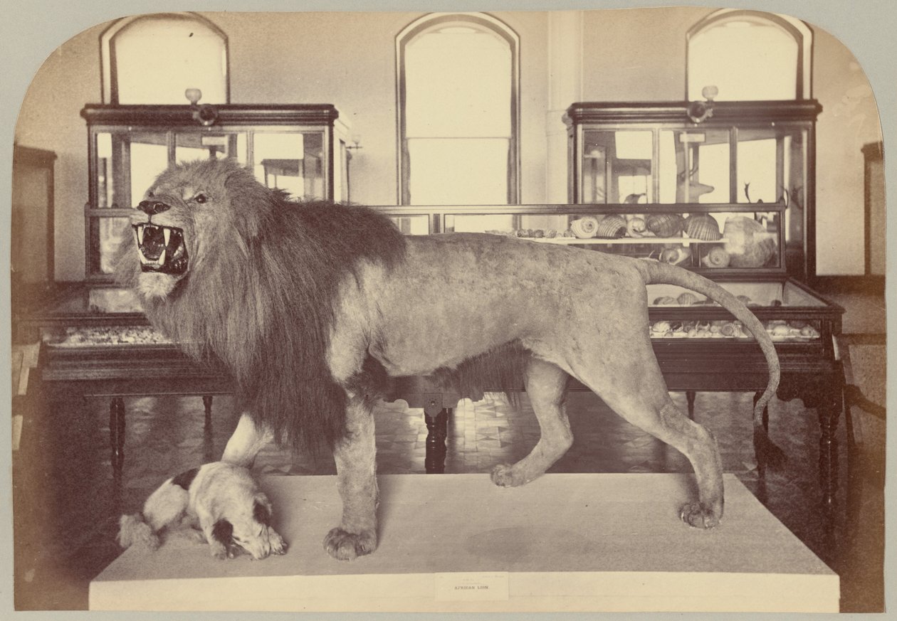 Pl. IX. Africký lev od Victor Prevost, Gaston L. Feuardent and Co., New York
