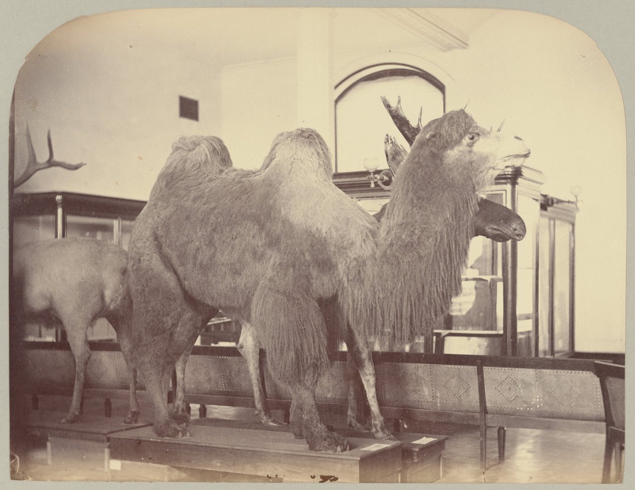 Pl. VIII. Velbloud a los od Victor Prevost, Gaston L. Feuardent and Co., New York