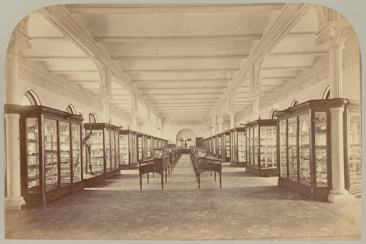 Pl. V. Horní příběh: Fosílie od Victor Prevost, Gaston L. Feuardent and Co., New York