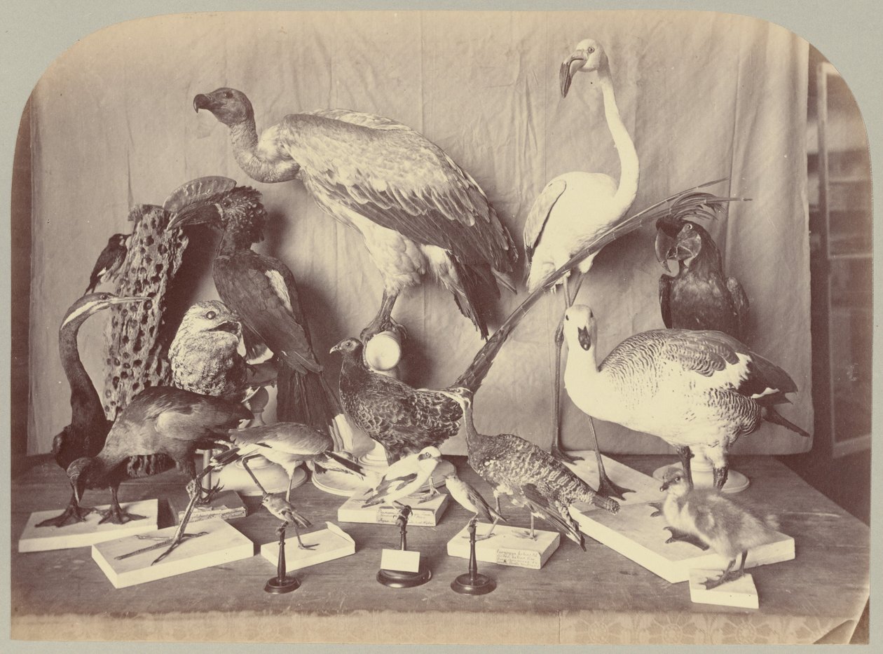 Pl. XIII. Ptactvo od Victor Prevost, Gaston L. Feuardent and Co., New York