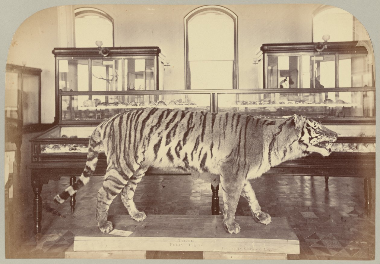 Pl. XI. Bengálský tygr od Victor Prevost, Gaston L. Feuardent and Co., New York