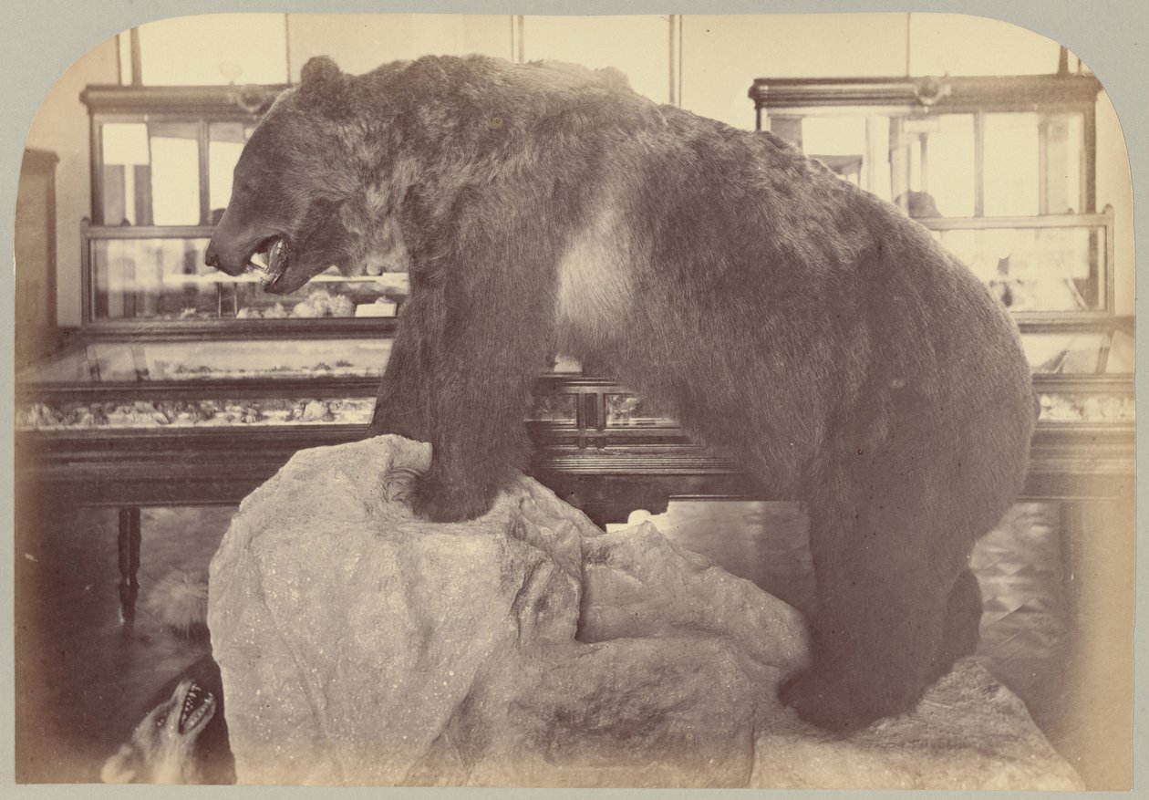 Pl. X. Medvěd grizzly od Victor Prevost, Gaston L. Feuardent and Co., New York