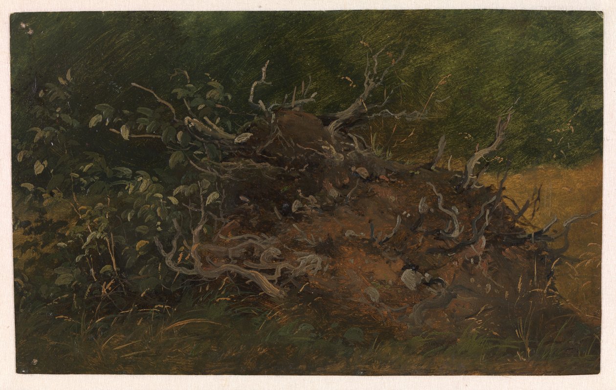Studie pařezu od Vilhelm Petersen