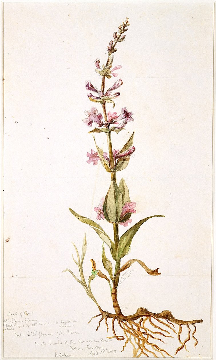 Wild Gili Flower of the Prairie na břehu kanadské řeky, indické území, 1869 (wc na papíře) od Vincent Colyer