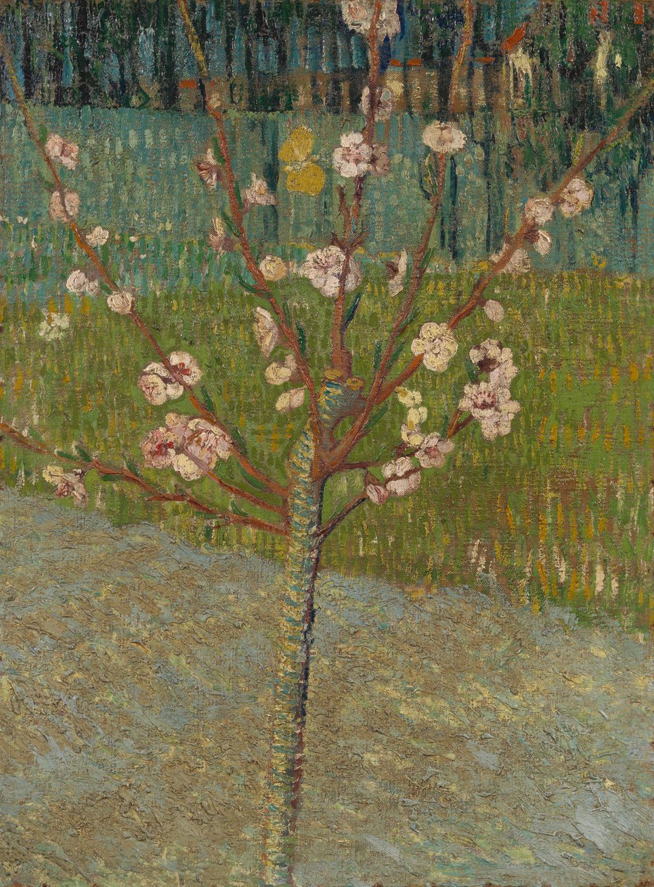 Mandlovník v květu od Vincent van Gogh